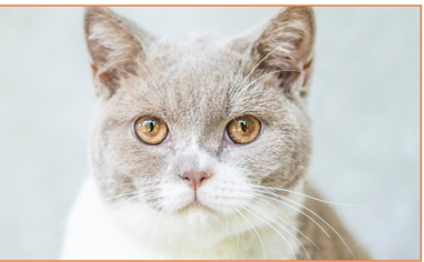 Screenshot 2025 11 24 at 22 51 41 Opvallend Blaasontsteking bij de kat pdf