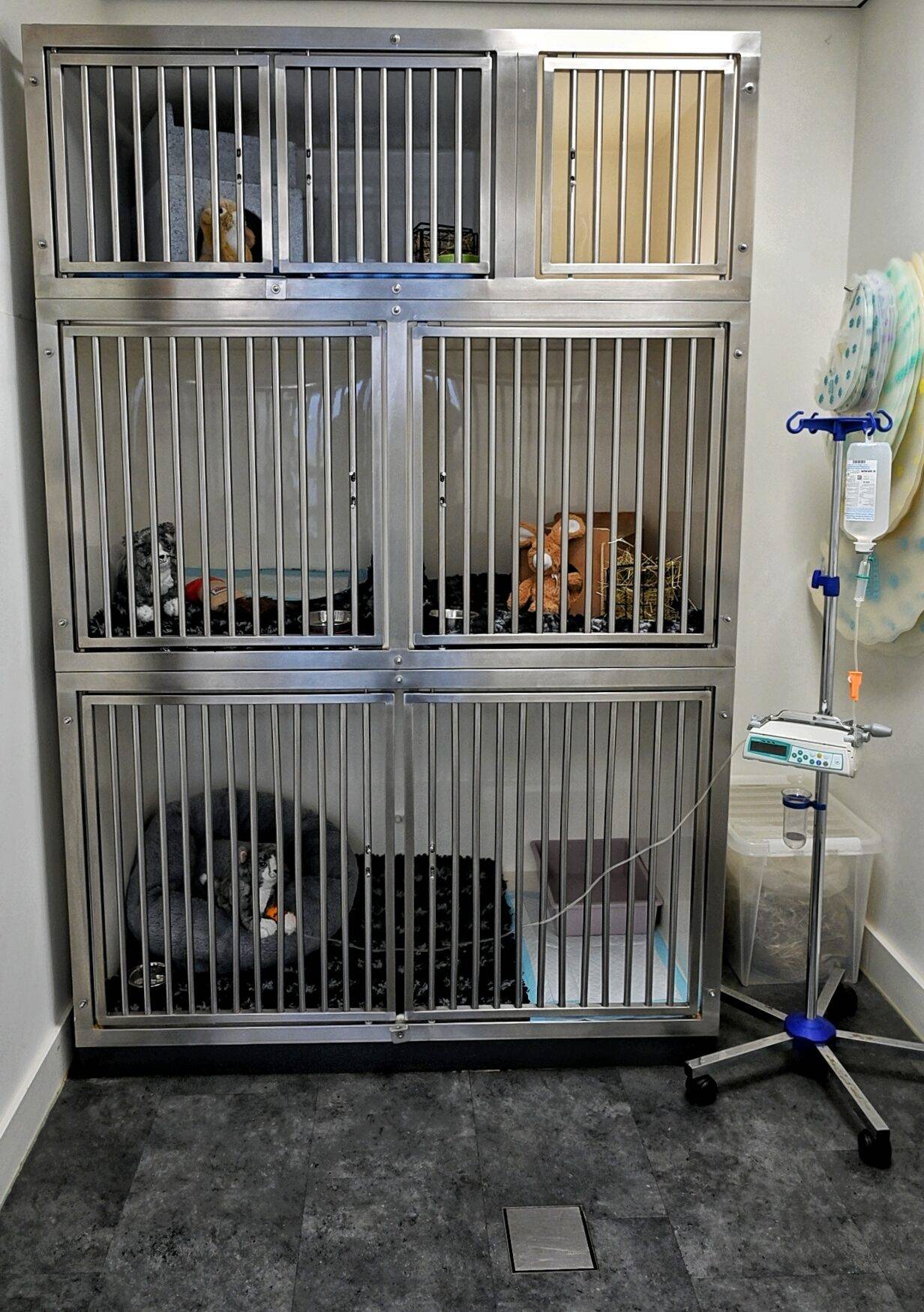 Opname katten en konijnen